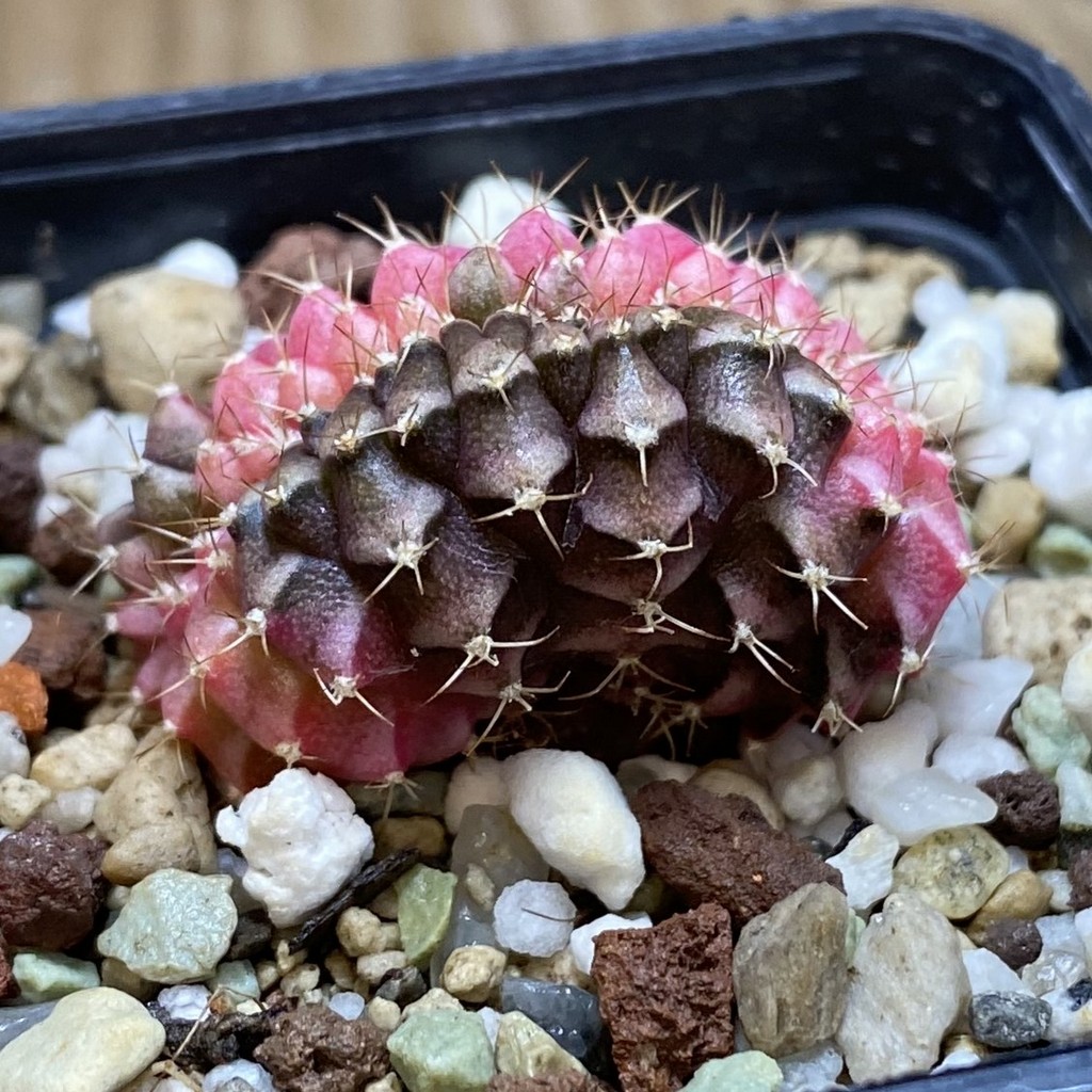 SH21489 Gymnocalycium mihanovichii variegata f. cristata - Image 2