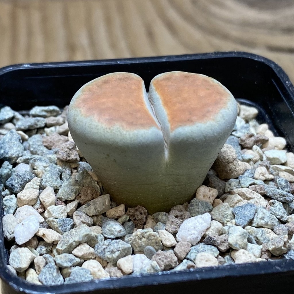 SH26337 Lithops karasmontana 'Top Red' - Image 2