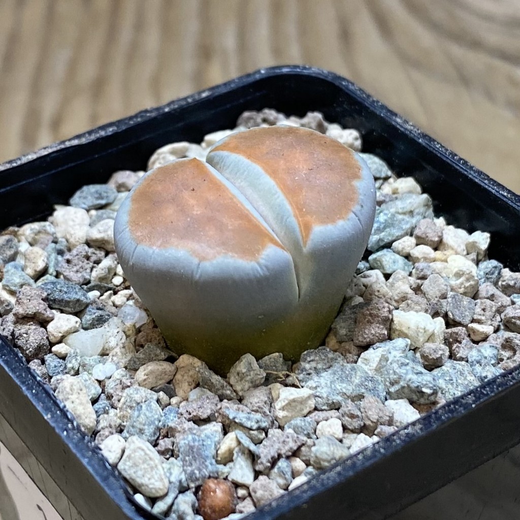 SH26338 Lithops karasmontana 'Top Red' - Image 2