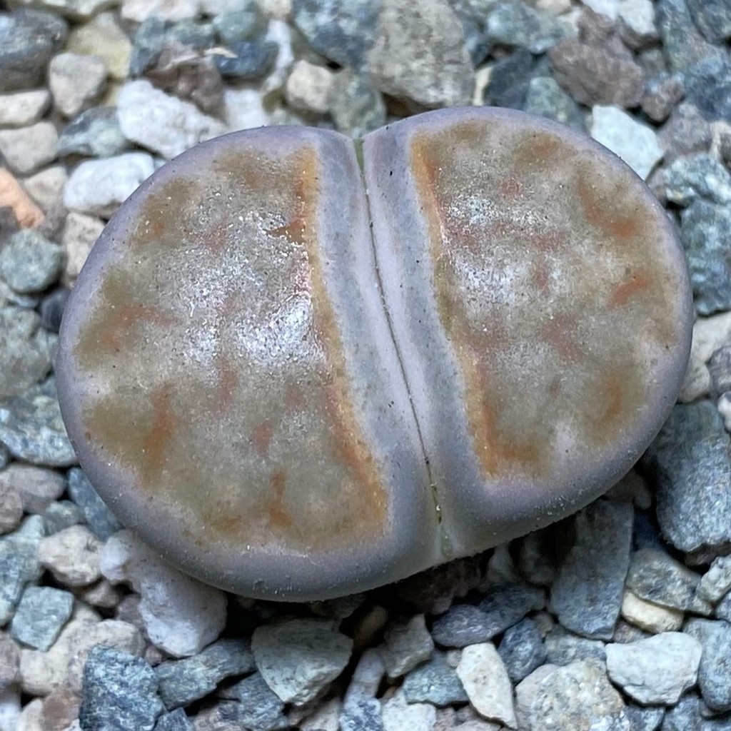 SH26339 Lithops karasmontana -Grunau-