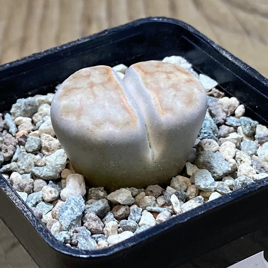SH26339 Lithops karasmontana -Grunau- - Image 2
