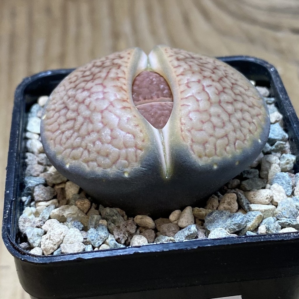 SH26341 Lithops hookeri - Image 2