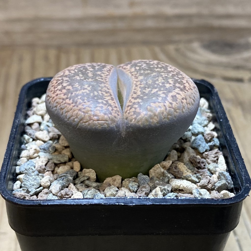 SH26342 Lithops aucampiae - Image 2