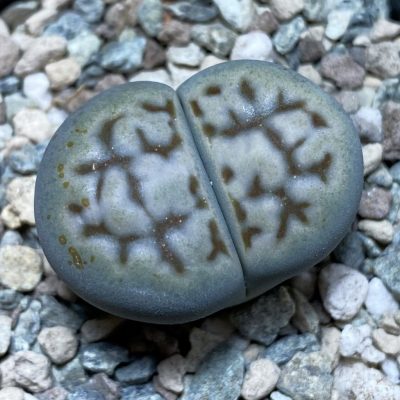 SH26344 Lithops karasmontana v. erniana