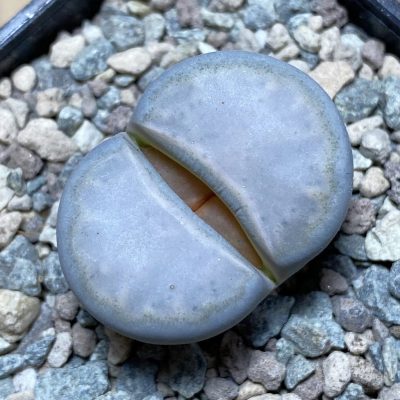 SH26347 Lithops karasmontana v. opalina