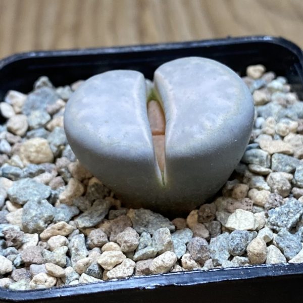 SH26347 Lithops karasmontana v. opalina