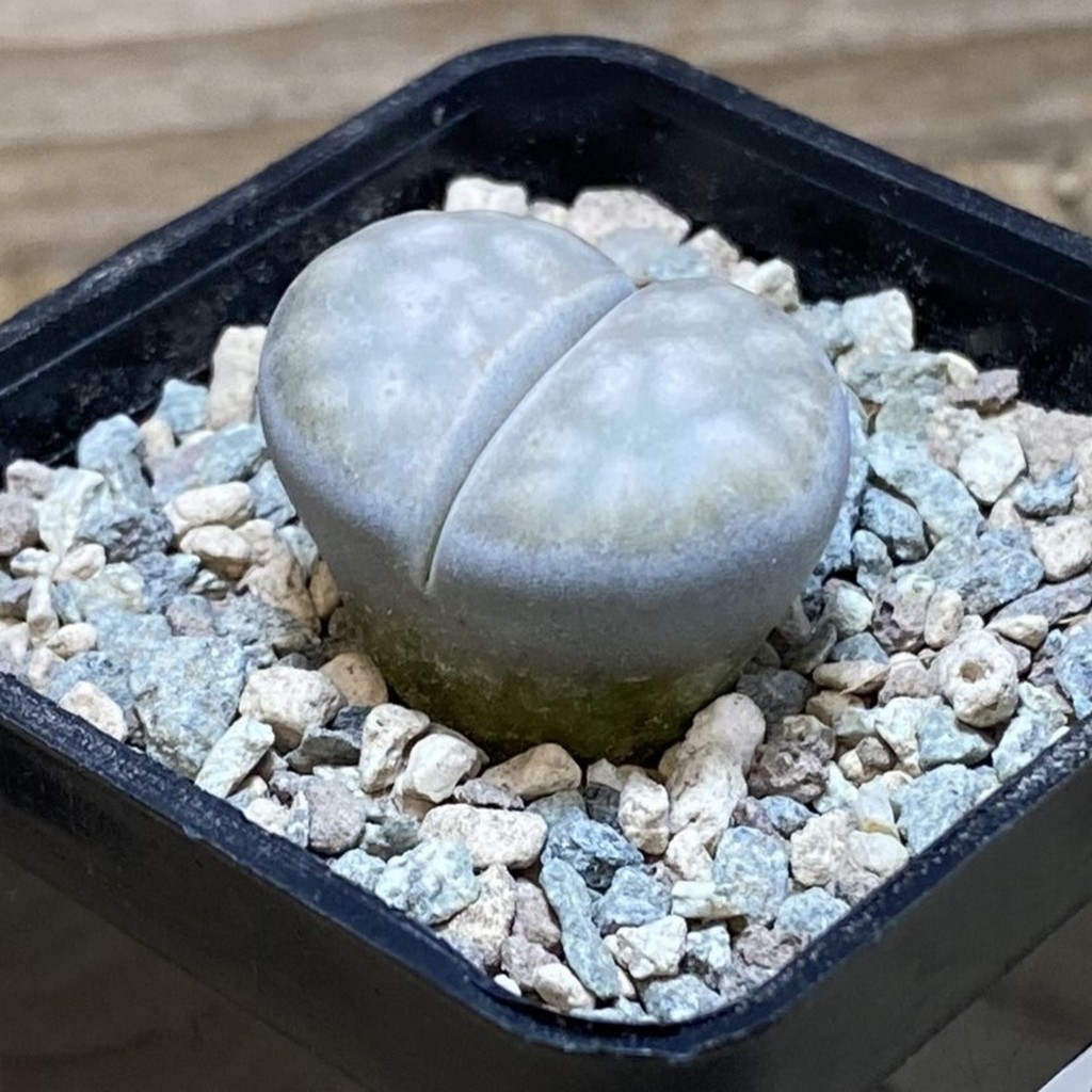 SH26348 Lithops karasmontana v. opalina - Image 2