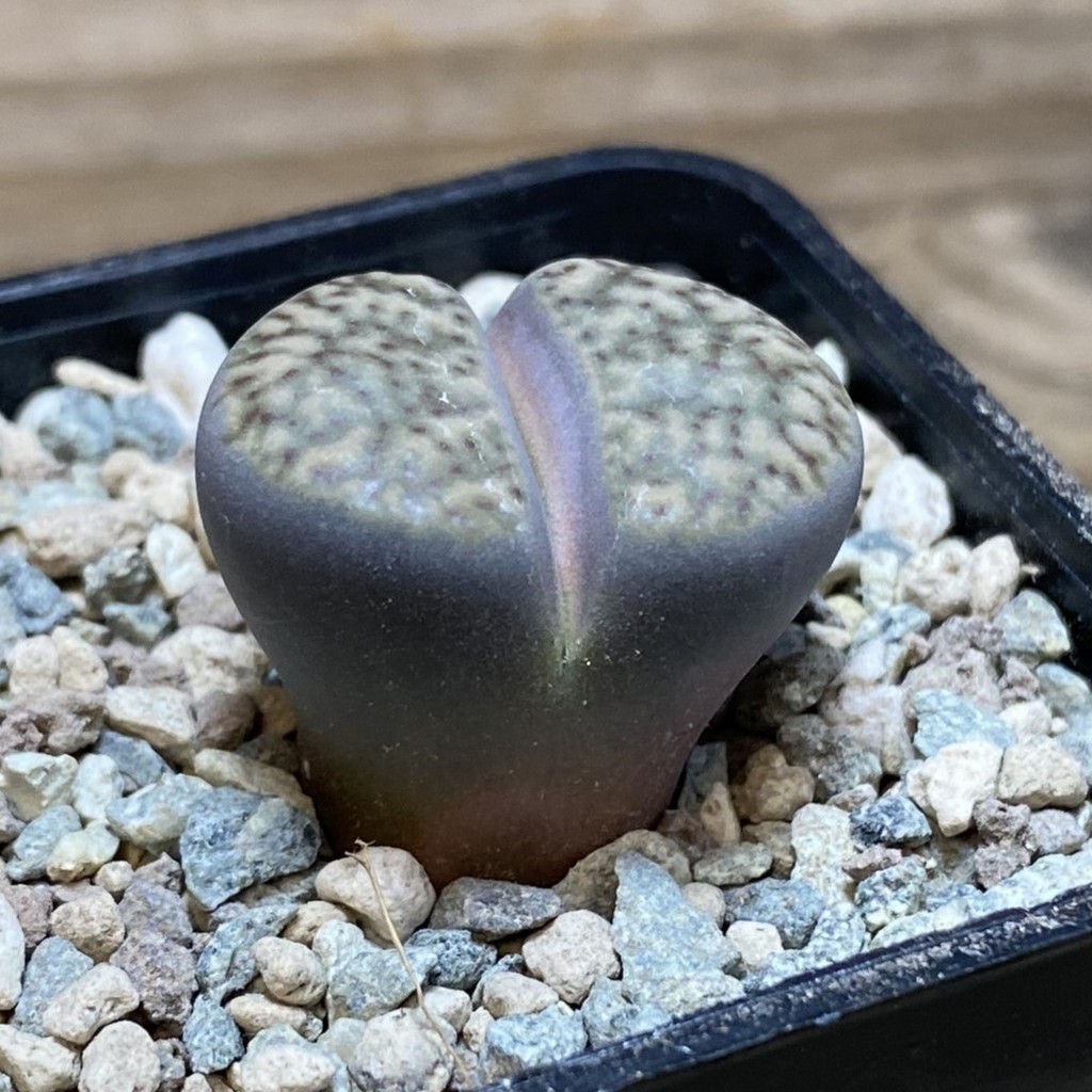 SH26350 Lithops bromfieldii v. insularis - Image 2