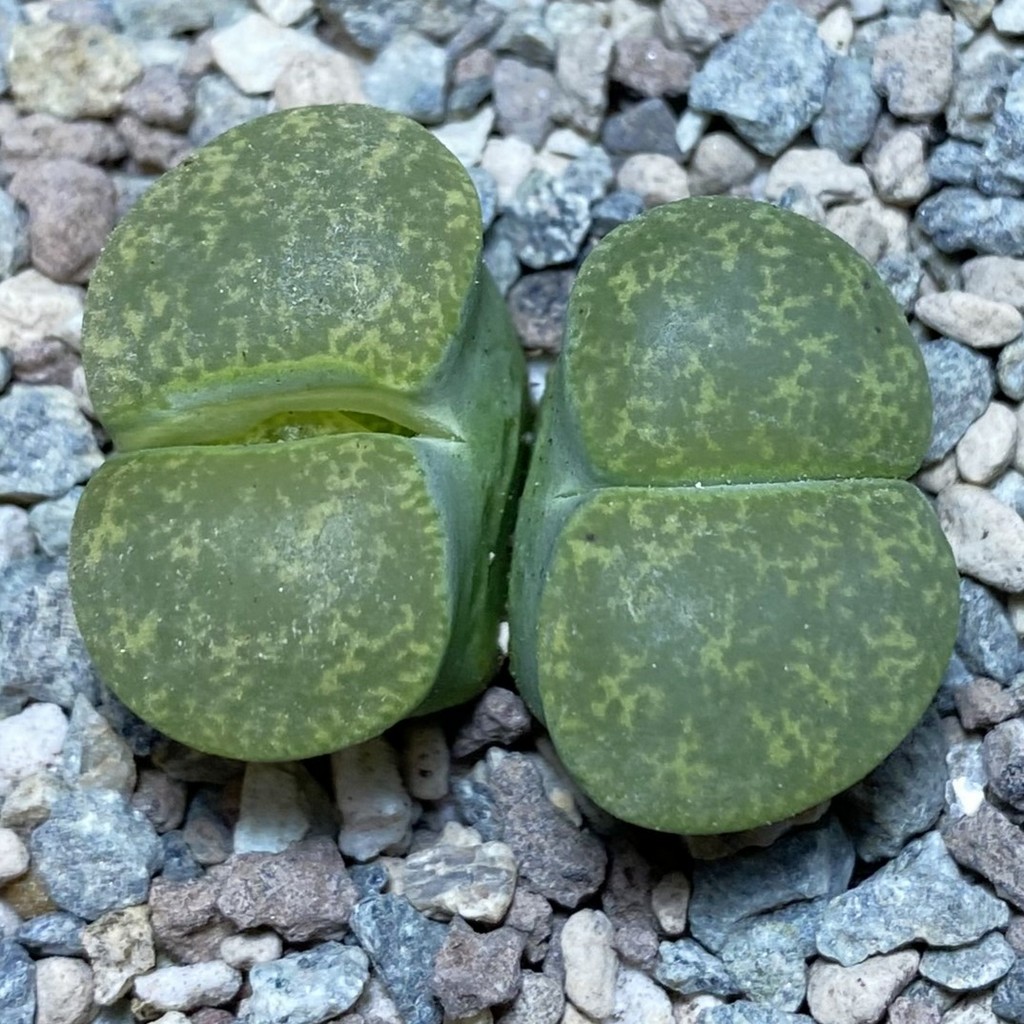 SH26353 Lithops lesliei v. albinica - Image 2