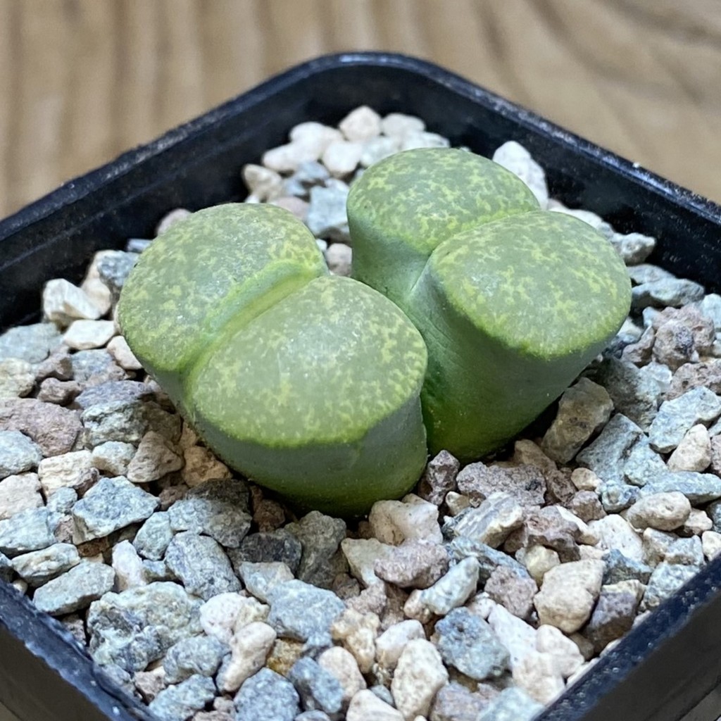 SH26353 Lithops lesliei v. albinica - Image 3
