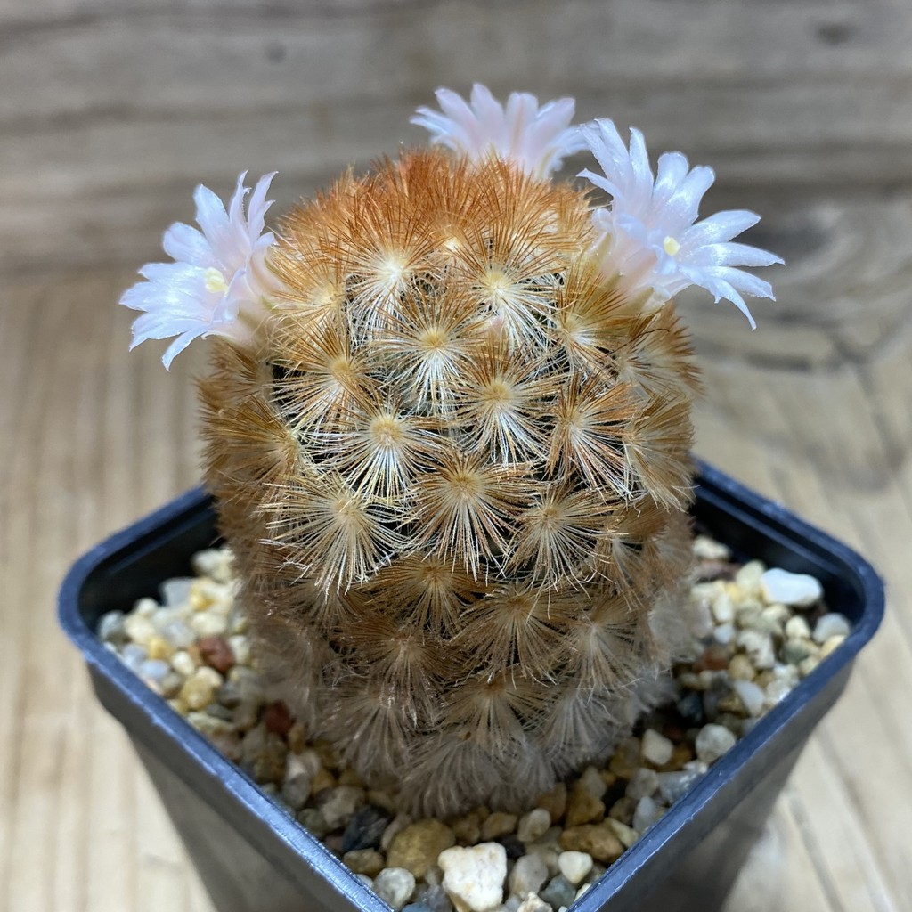 SH8784 Mammillaria carmenae hybrid, seedling - Image 2