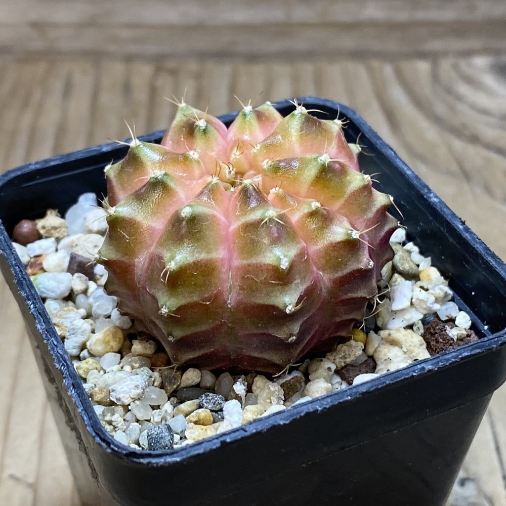 SH4742 Gymnocalycium mihanovichii ‘Neon Brawn’ hybrid - Image 2