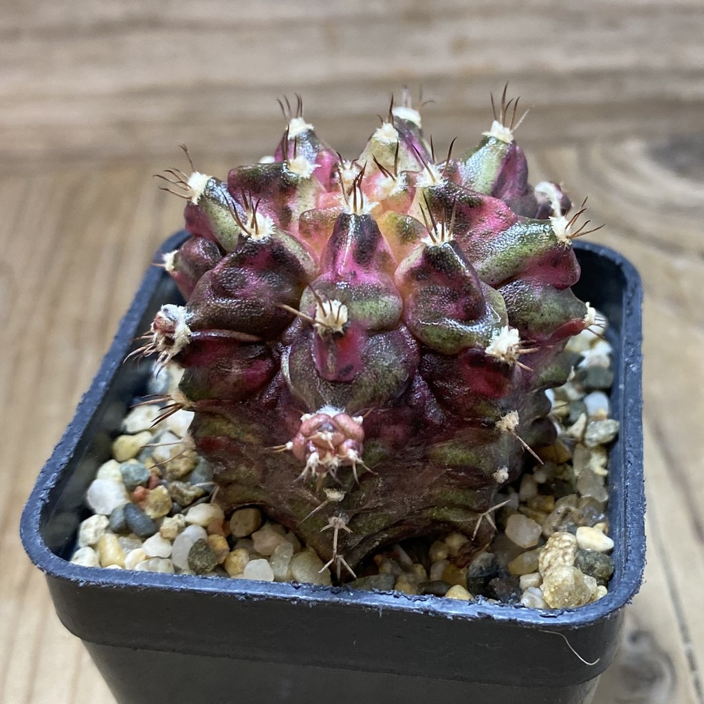 SH3766 Gymnocalycium mihanovichii ‘T-Lux’, seedling - Image 2