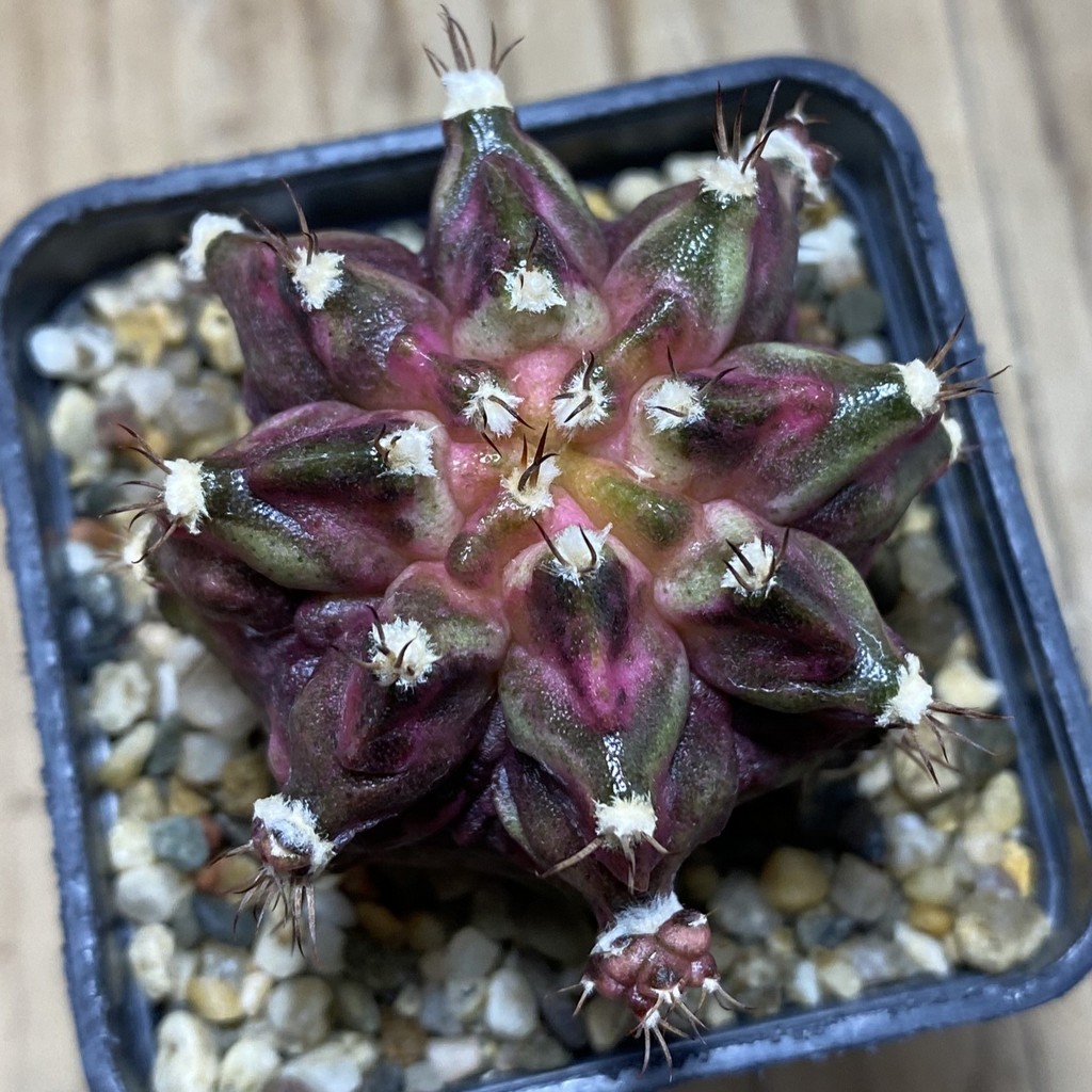 SH3766 Gymnocalycium mihanovichii ‘T-Lux’, seedling - Image 3