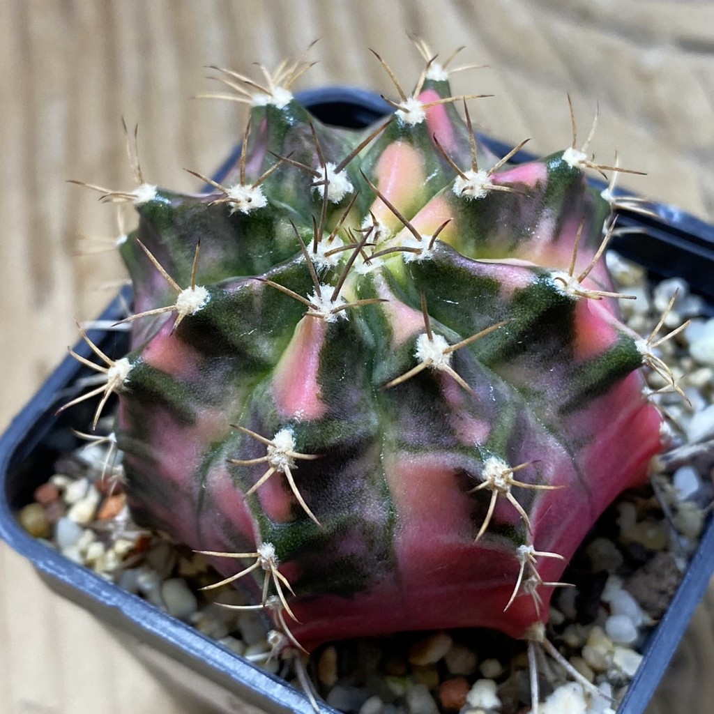 SH8946 Gymnocalycium mihanovichii 'Papaya'