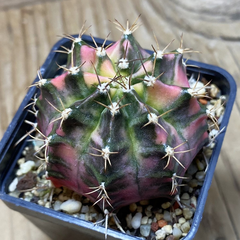 SH8946 Gymnocalycium mihanovichii 'Papaya' - Image 2
