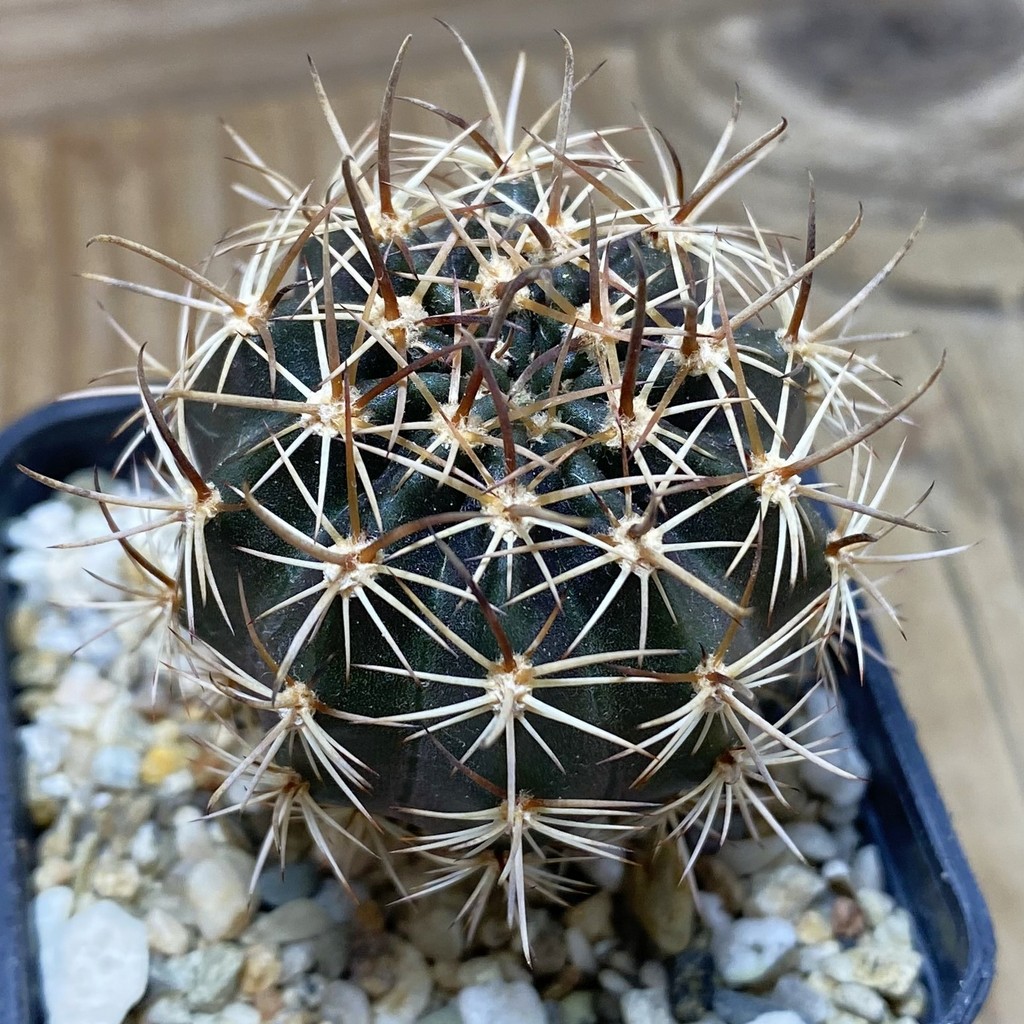 SH26360 Lobivia hybrid