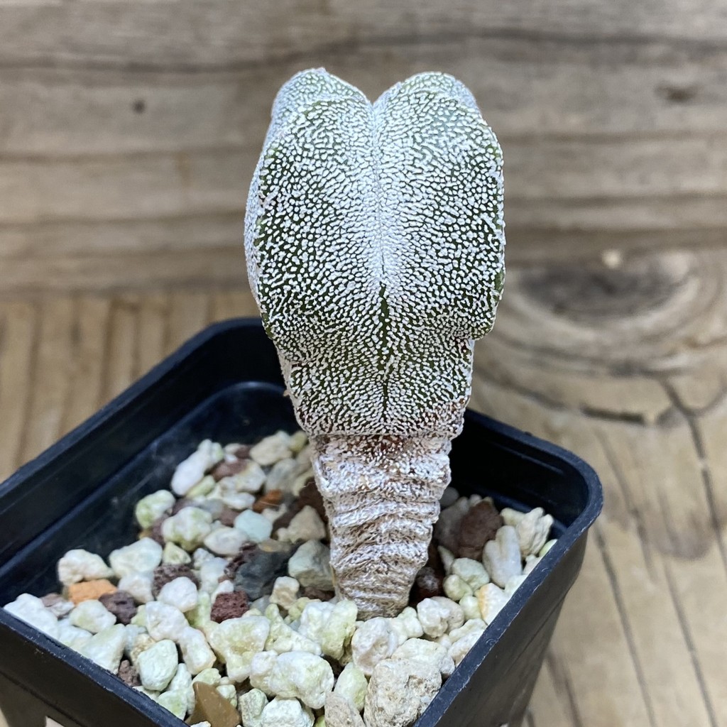 SH26395 Astrophytum myriostigma ‘Onzuka’ v. quadricostatum - Image 2