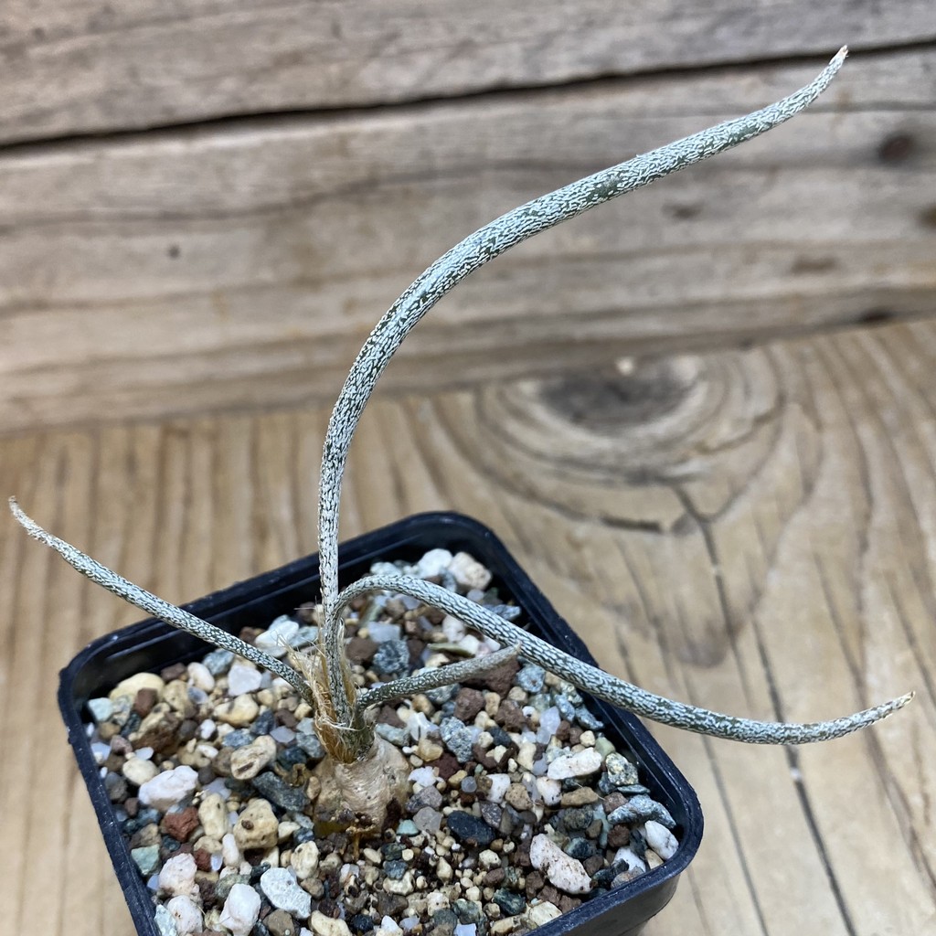 SH26397 Astrophytum caput-medusae, seedling - Image 2