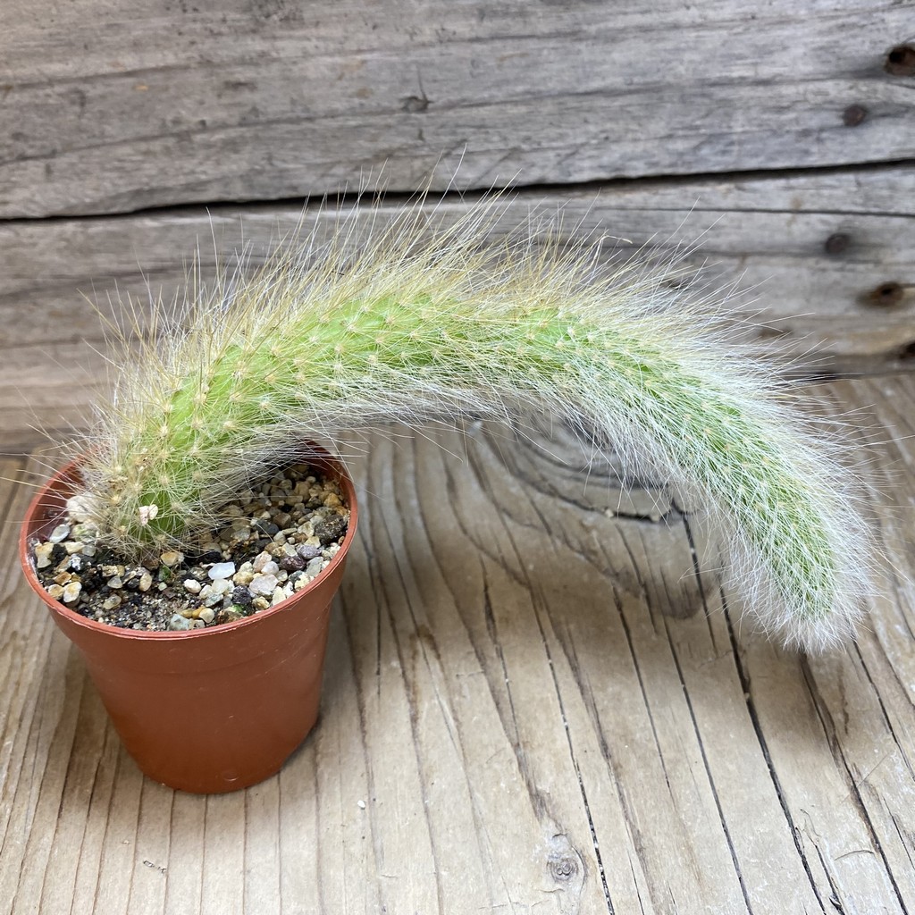 SH26398 Hildewintera colademononis, seedling - Image 2