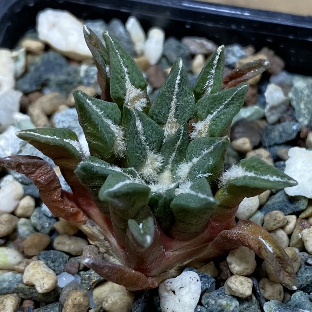 SH26400 Ariocarpus kotschoubeyanus hybrid, own roots