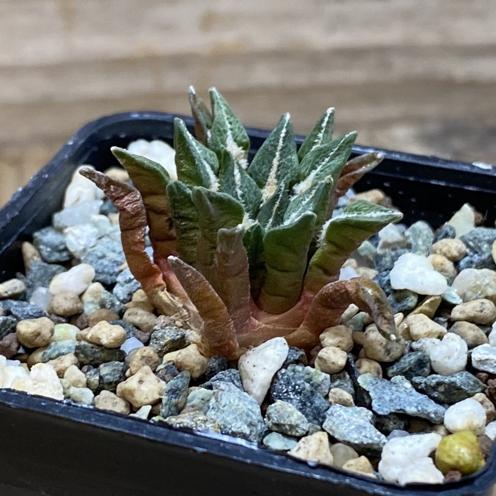 SH26400 Ariocarpus kotschoubeyanus hybrid, own roots - Image 2
