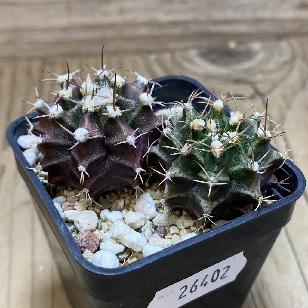SH26402 Gymnocalycium mihanovichii hybrid mix - Image 2