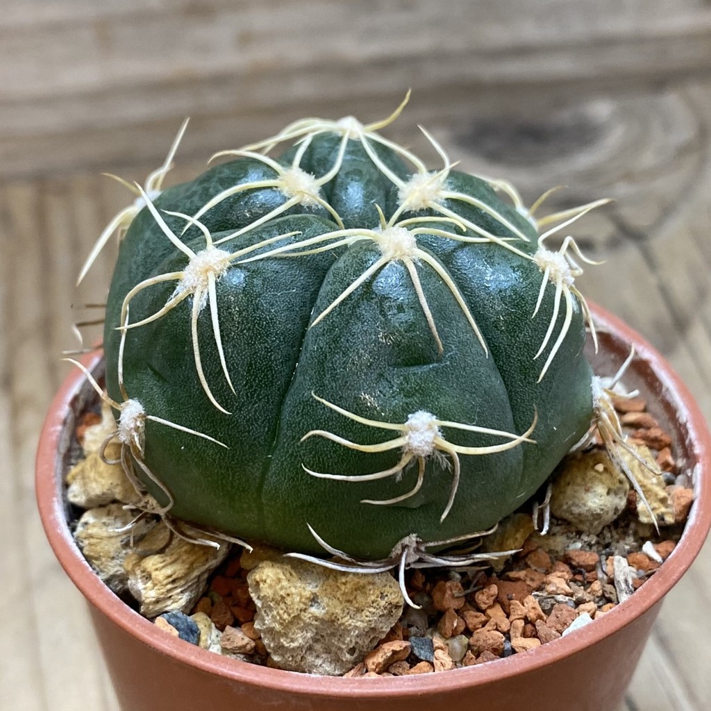 SH26403 Gymnocalycium denudatum - Image 2