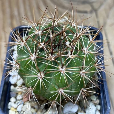 SH26361 Lobivia hybrid