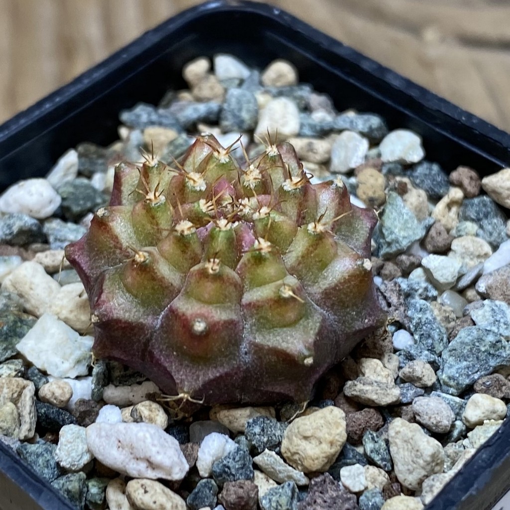 SH26408 Gymnocalycium mihanovichii ‘Neon’ hybrid, seedling - Image 2