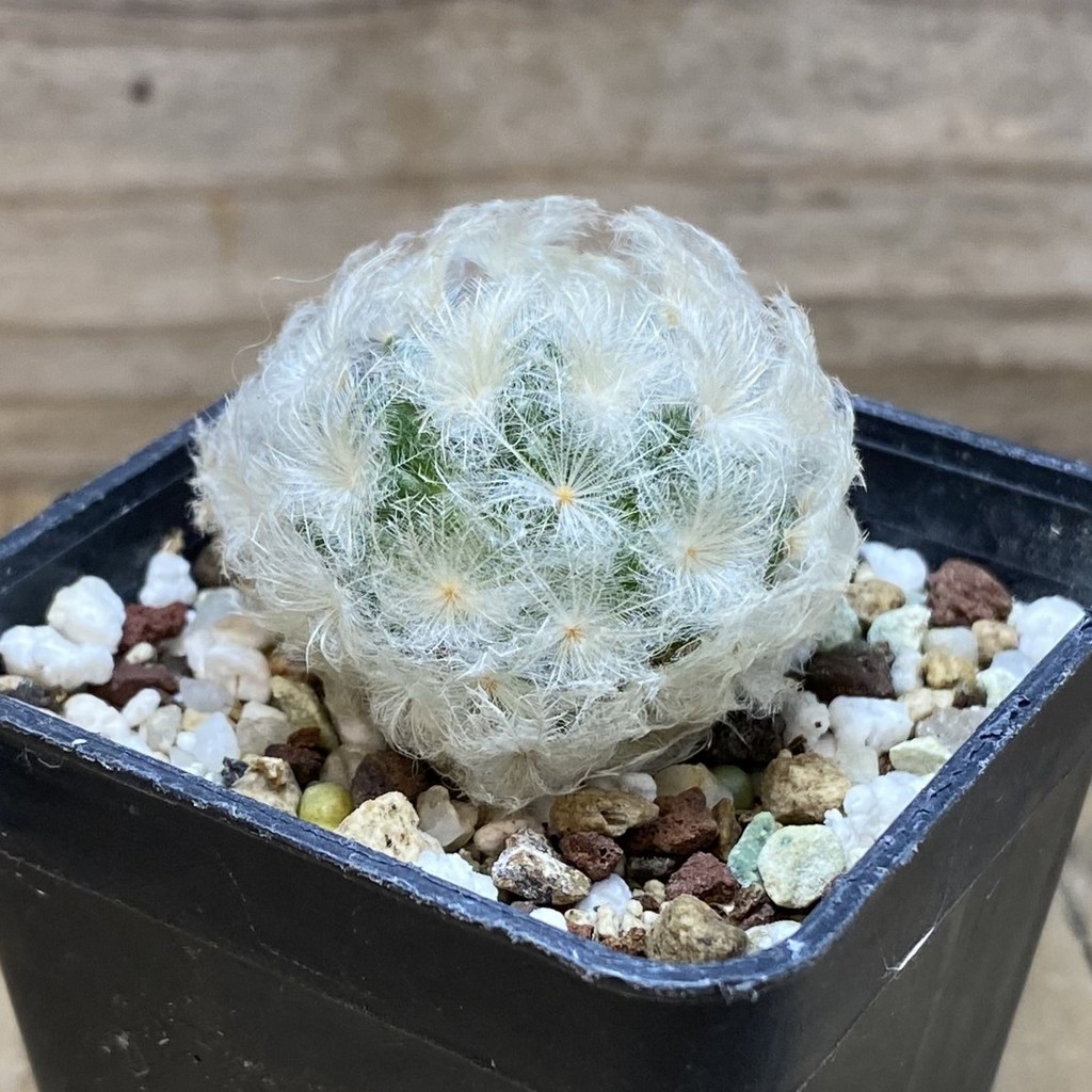 SH26415 Mammillaria plumosa - Image 2