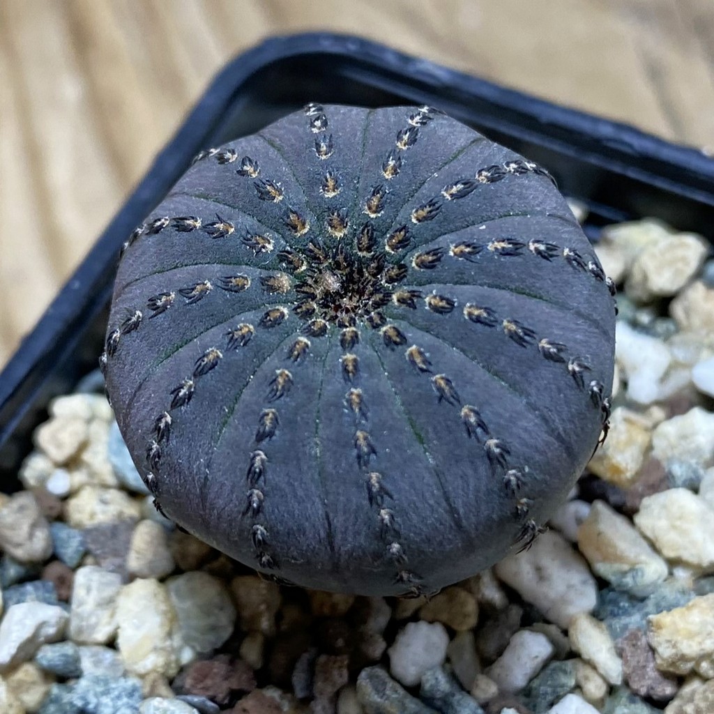 SH26417 Frailea asterioides