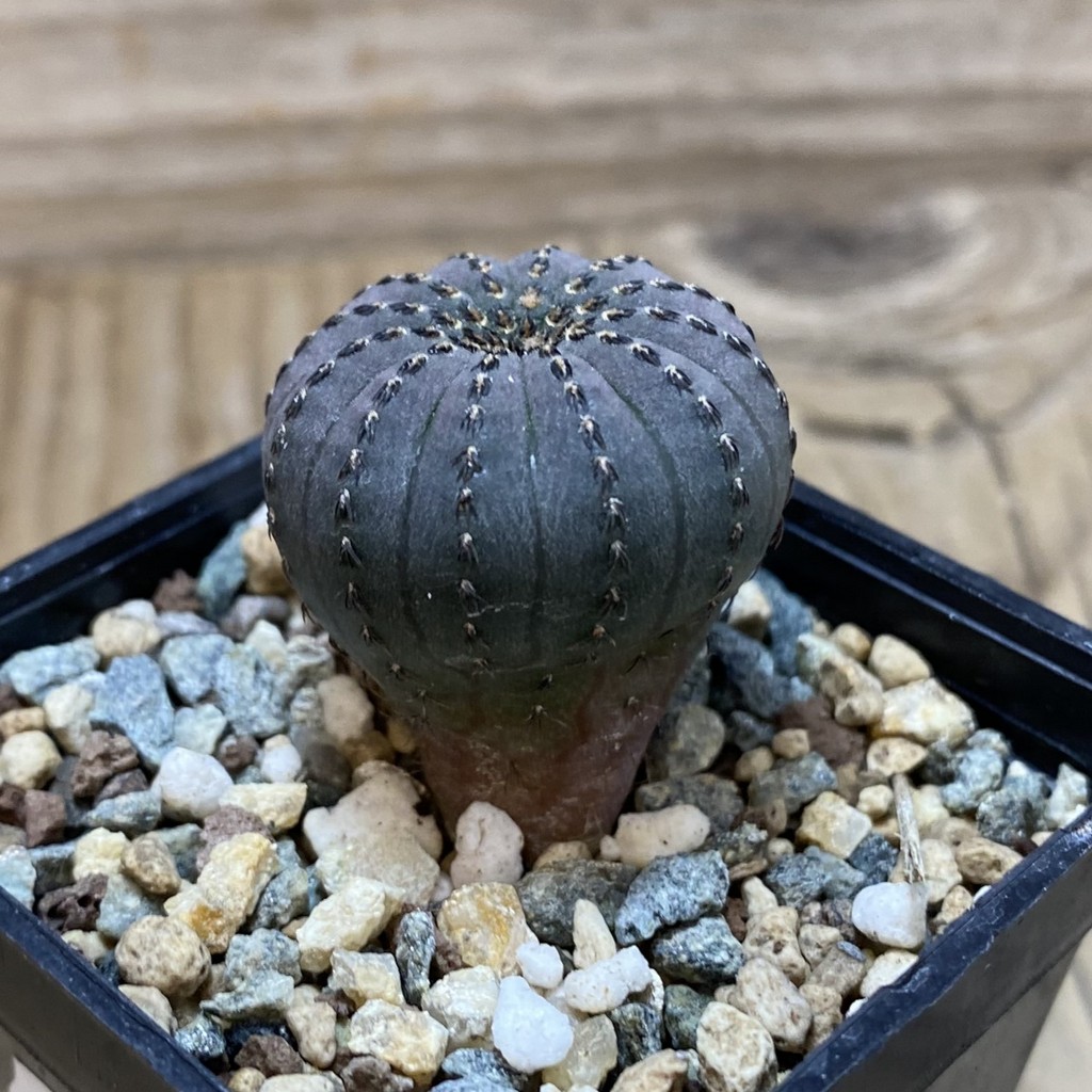SH26417 Frailea asterioides - Image 2