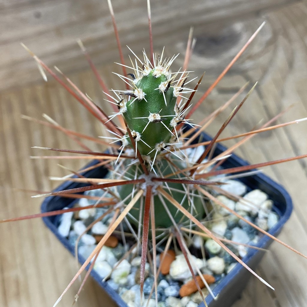 SH26420 Corynopuntia grahamii SB 393