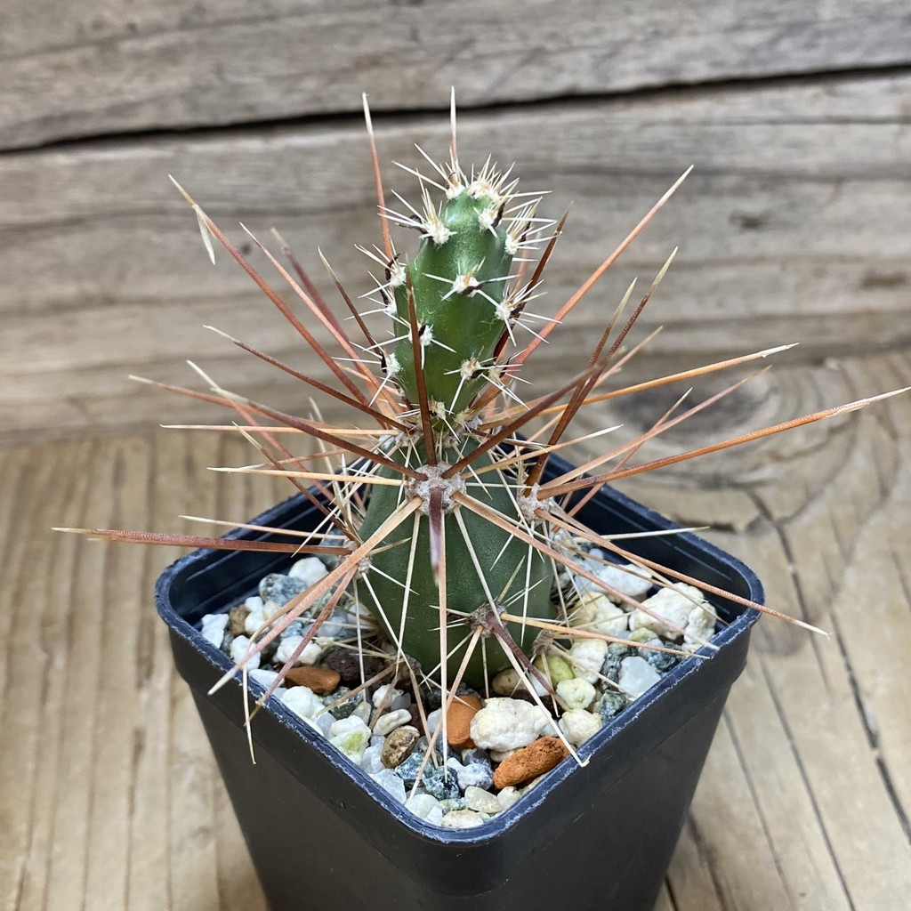 SH26420 Corynopuntia grahamii SB 393 - Image 2