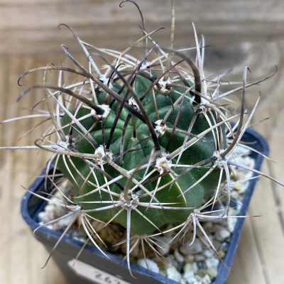 SH26365 Lobivia hybrid