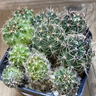 SH26366 Lobivia hybrid mix