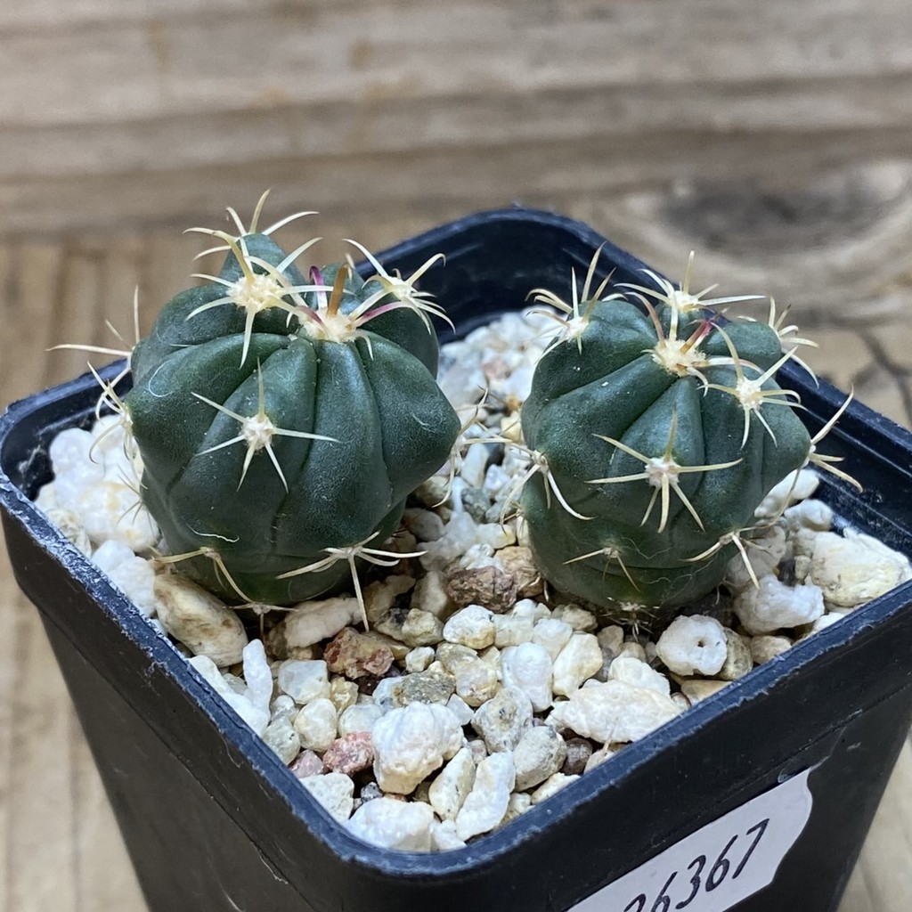 SH26367 Ferocactus latispinus, 2 plants - Image 2