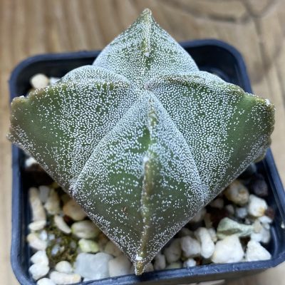 SH26371 Astrophytum myriostigma v. quadricostatum