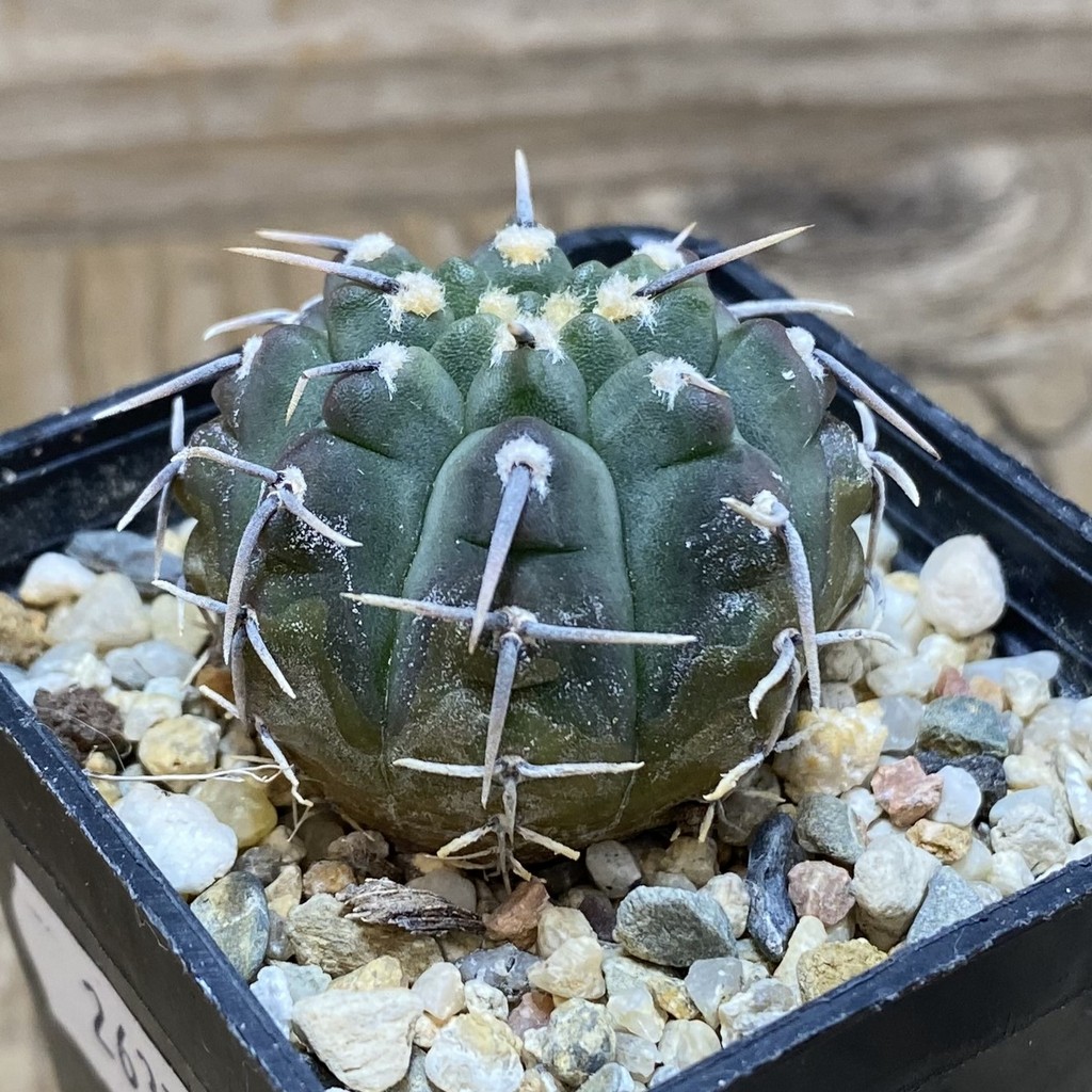 SH26373 Gymnocalycium vatteri - Image 2