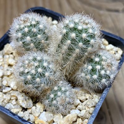 SH26380 Pygmaeocereus rowleyanus