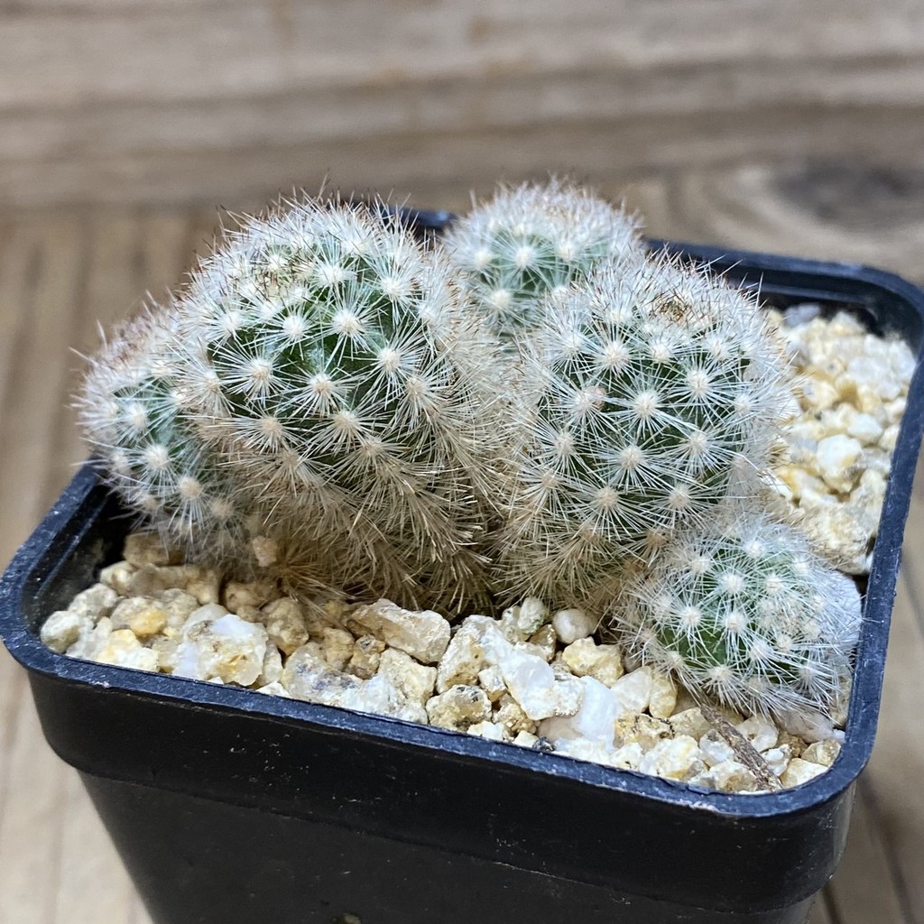 SH26380 Pygmaeocereus rowleyanus - Image 2