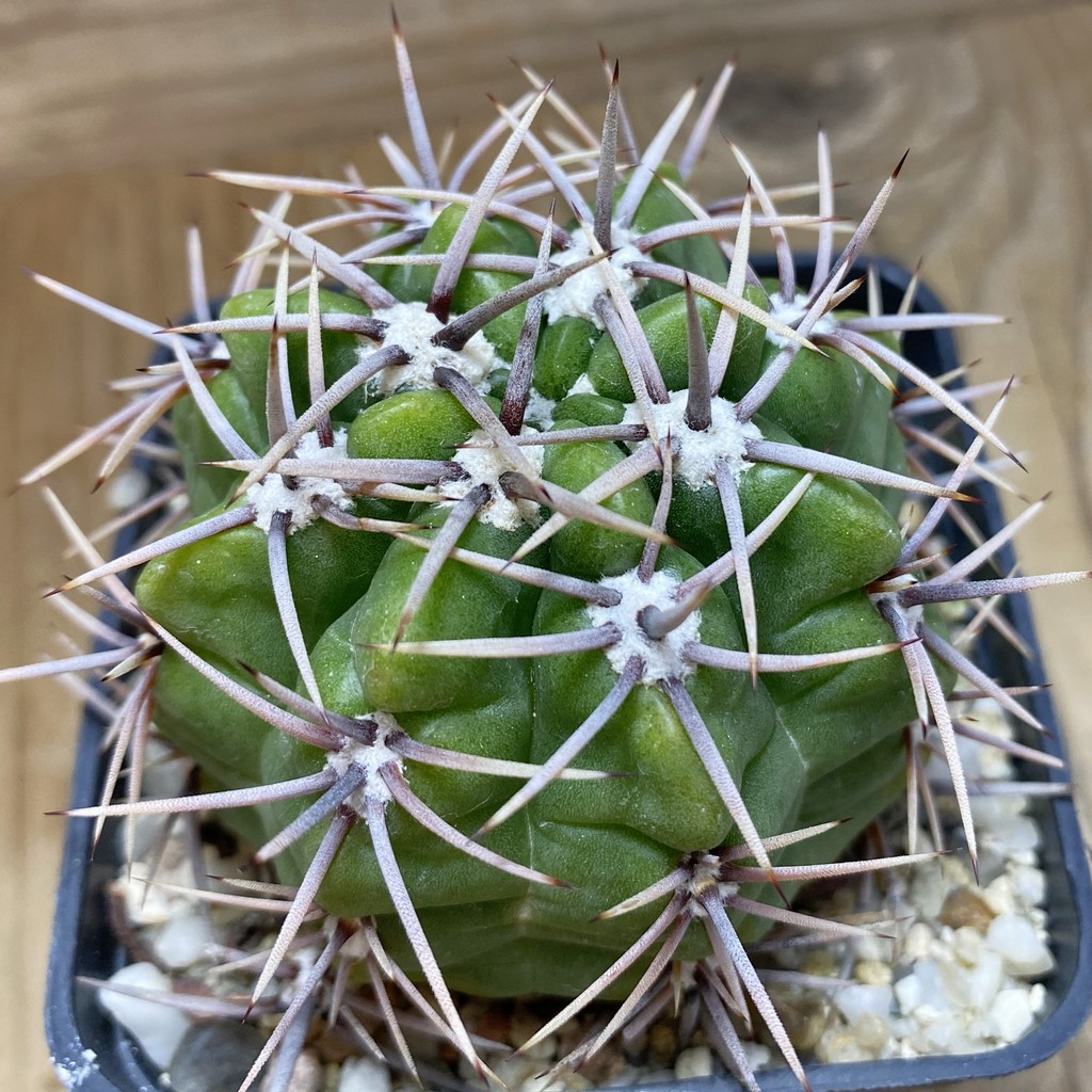 SH26381 Gymnocalycium achirasense, 8 years old