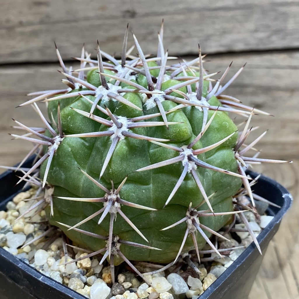 SH26381 Gymnocalycium achirasense, 8 years old - Image 2