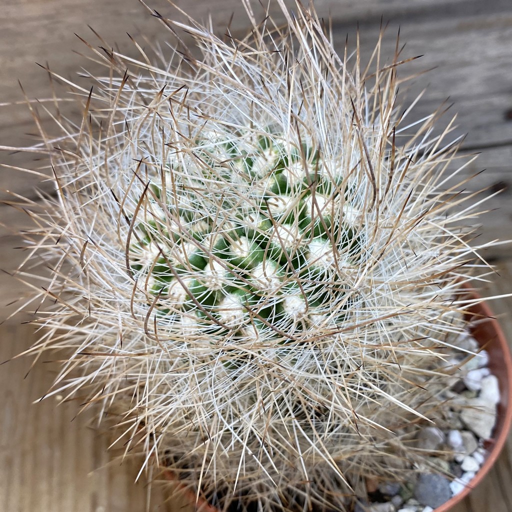 SH26383 Neoporteria senilis