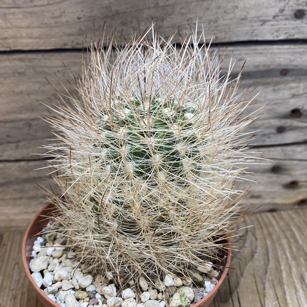 SH26383 Neoporteria senilis - Image 2