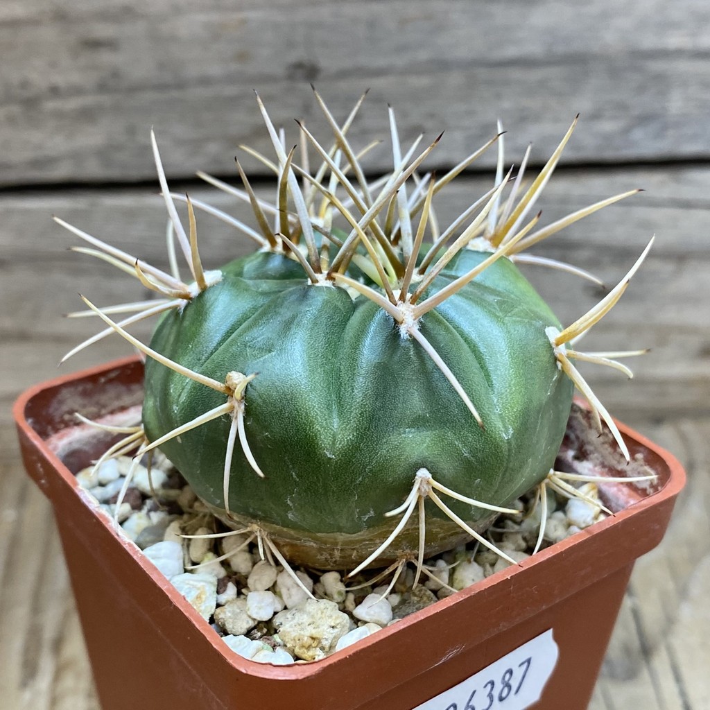 SH26387 Gymnocalycium eurypleurum - Image 2