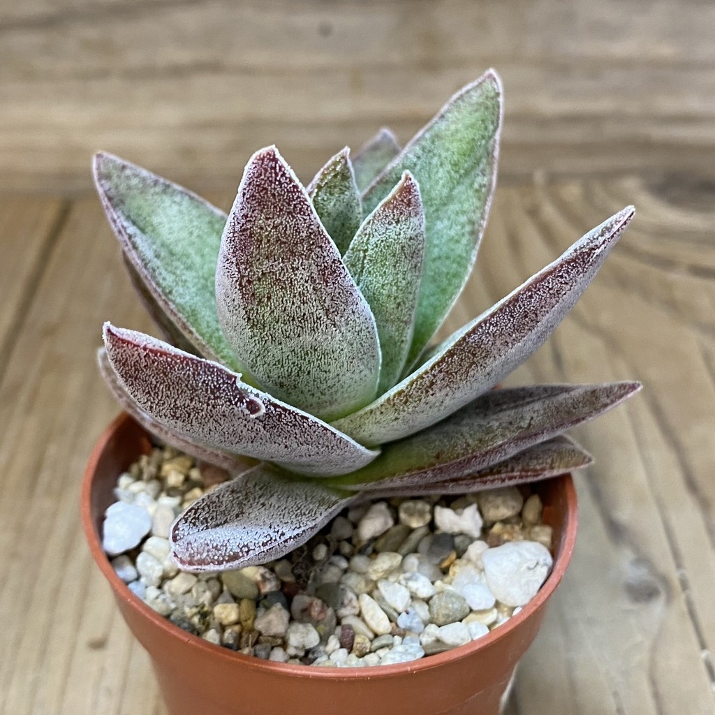 SH26561 Crassula ‘Garnet Lotus’ - Image 2