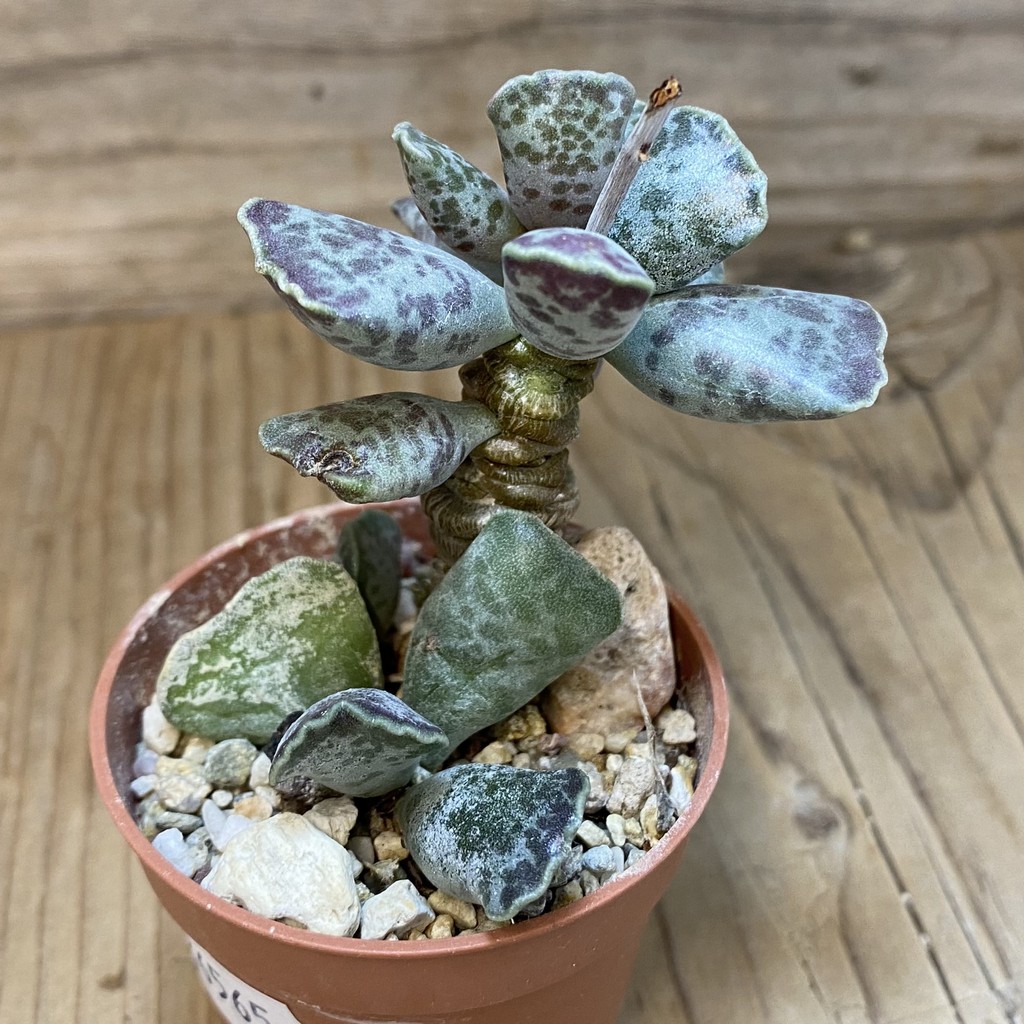 SH26565 Adromischus cooperi - Image 2