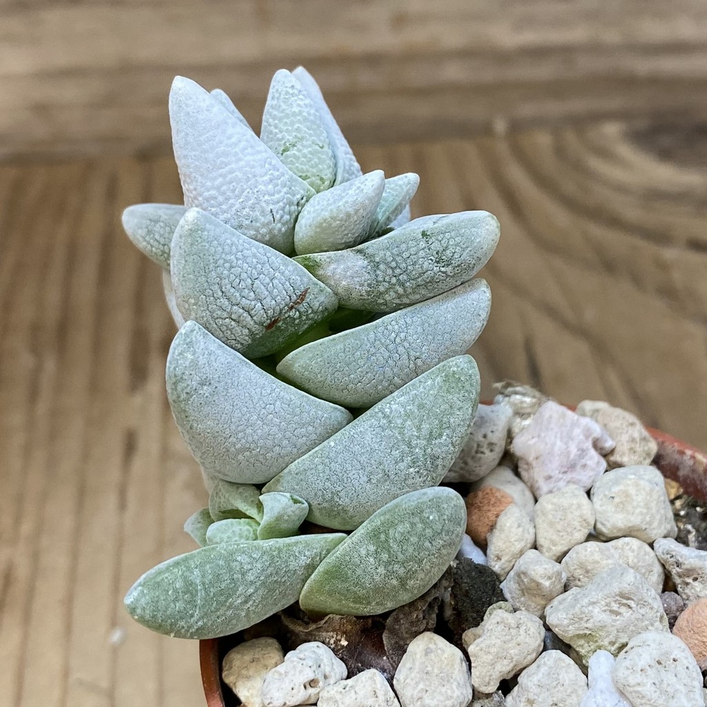 SH26569 Crassula deceptor, clon 2 - Image 2